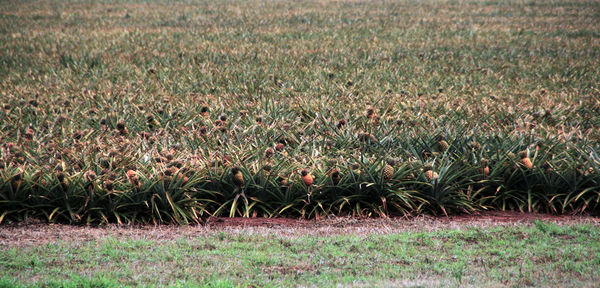 Plants growing on field