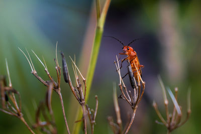 Close-up of insect on plant