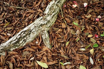 Full frame shot of tree trunk