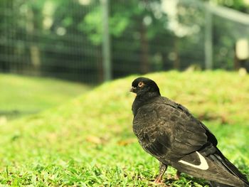 Close-up of bird perching on grass