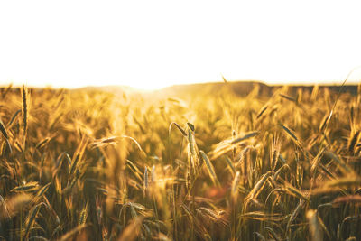 Wheat field against clear sky