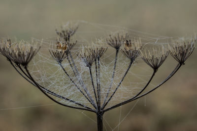 Close-up of dried plant with spider web