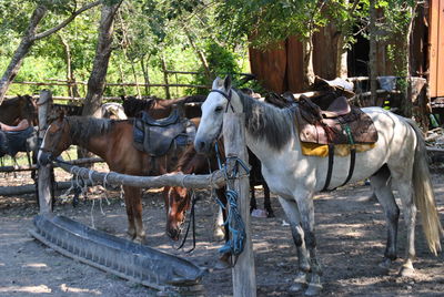 Horses standing by trees