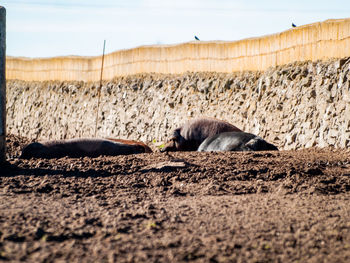 View of a sleeping resting