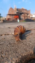 Close-up of snail on land