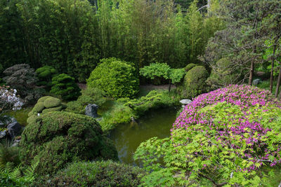 View of flowering plants in garden