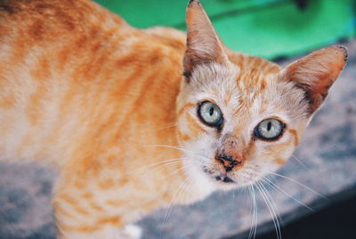 Close-up portrait of ginger cat