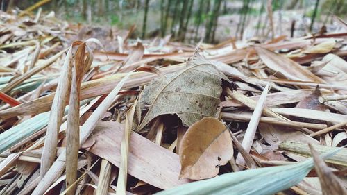 Close-up of dry leaves on field
