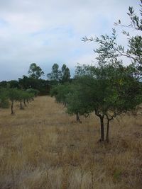 Trees on field against sky