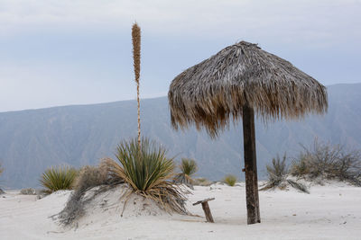 Coconut palm trees on beach against sky
