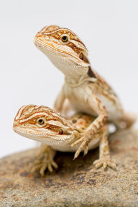 Close-up of a lizard