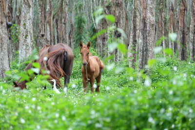 Horses with foal on green field in forest