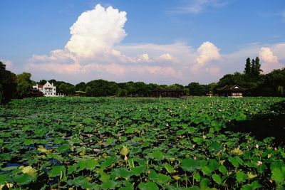 Scenic view of lake against sky