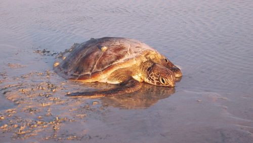 High angle view of turtle on beach