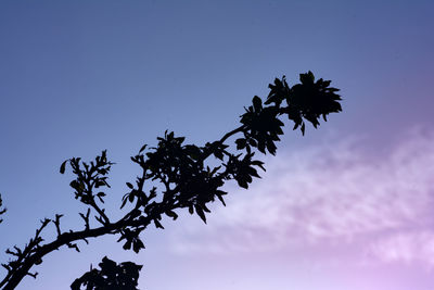 Low angle view of silhouette tree against sky at sunset