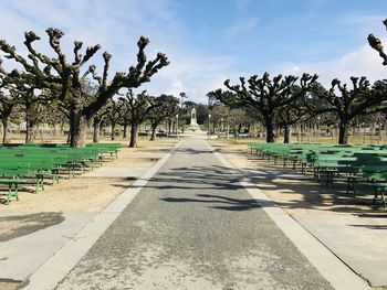 Empty road along trees and plants in city