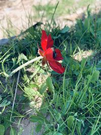 Close-up of red flower on field