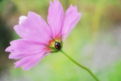 Close-up of ladybug on pink flower