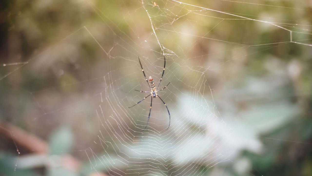 SPIDER ON WEB