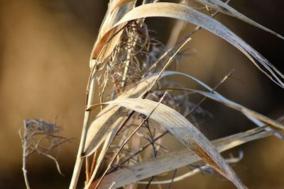 Close-up of dried plant