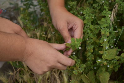 Close-up of woman hand holding plants