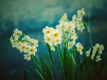 Close-up of yellow flowering plant on field