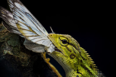 Close-up of lizard eating butterfly on tree over black background