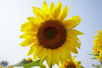 Close-up of sunflowers blooming outdoors