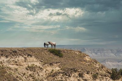 Horse standing in a field