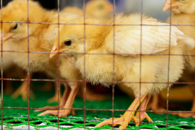 Close-up of bird in cage