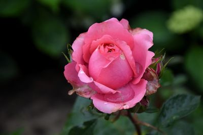 Close-up of pink rose