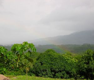 Trees on mountains against sky