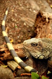 Close-up of lizard on land