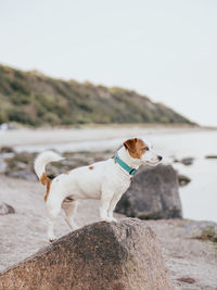 Dog on the beach