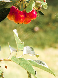 Close-up of fruits growing on plant