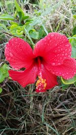 Close-up of red poppy