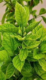 Green world's hibiscus leaves