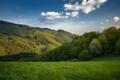 Scenic view of field against sky