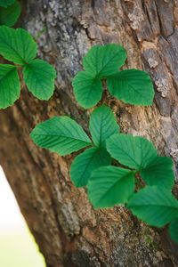 High angle view of leaves on tree trunk