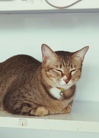 Close-up of cat resting on floor