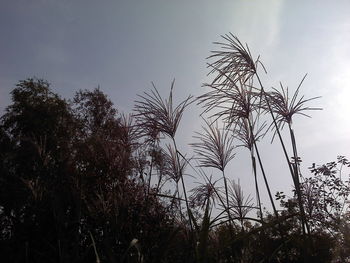 Low angle view of plants against sky