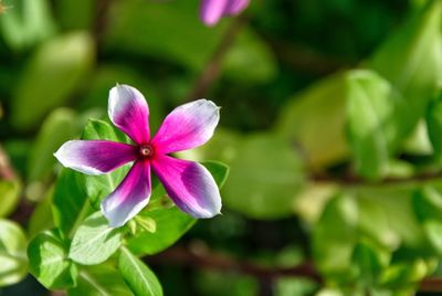 Close-up of pink flowering plant