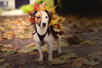 Portrait of a dog