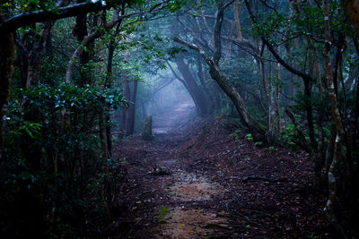 Narrow pathway along trees in forest