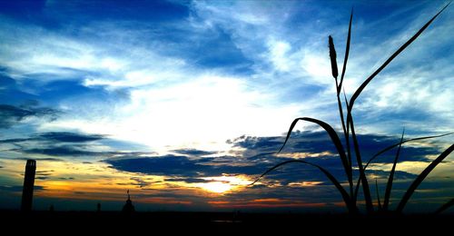 Low angle view of silhouette plants against sky