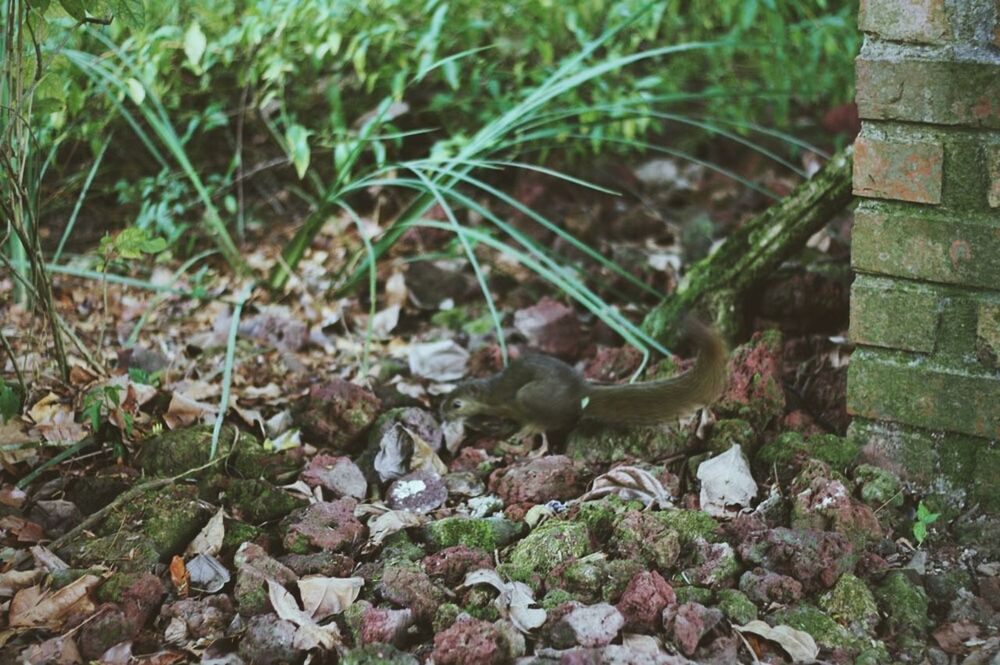 animal themes, one animal, animals in the wild, high angle view, wildlife, plant, leaf, nature, day, water, outdoors, rock - object, bird, no people, grass, field, growth, stone - object, sunlight, ground