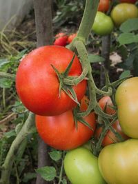 Close-up of fresh tomatoes