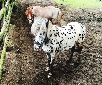 Dog standing outdoors