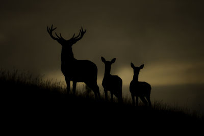Silhouette deer on field against sky