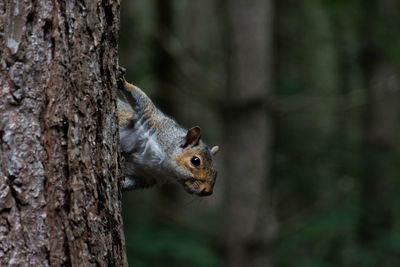 A grey squirrel hanging on to the side of a pine tree in sherwood forest, nottinghamshire.